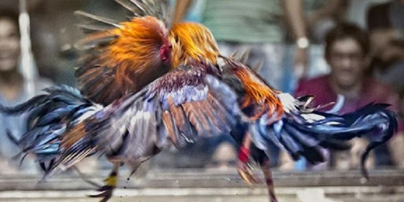 กติกาเบื้องต้นในการชนไก่ที่ CAT999